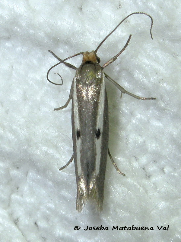 Parahyponomeuta egregiella - Yponomeutidae